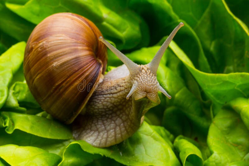 A big Roman snail in a salad. Taken in Studio with a 5D mark III. A big Roman snail in a salad. Taken in Studio with a 5D mark III