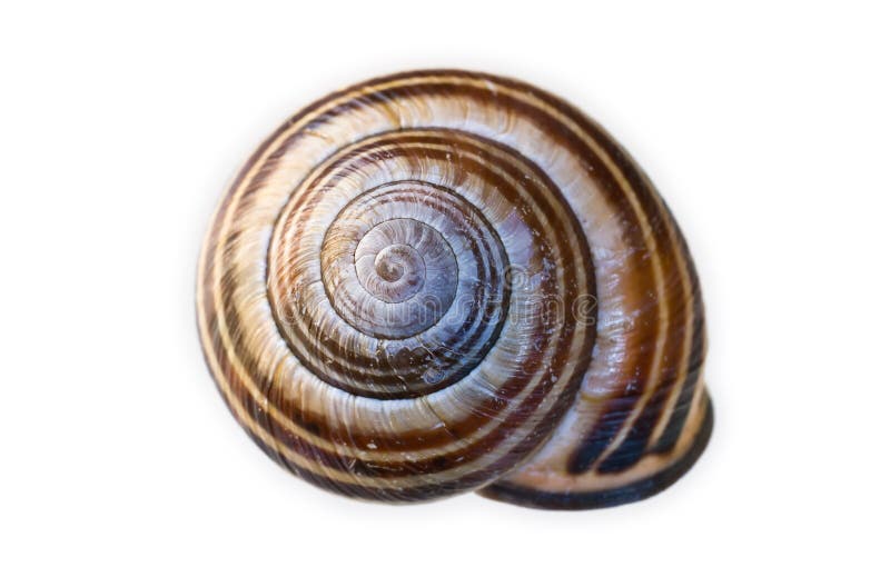 Snail Shell stock photo. Image of gastropoda, molluscs 16850082