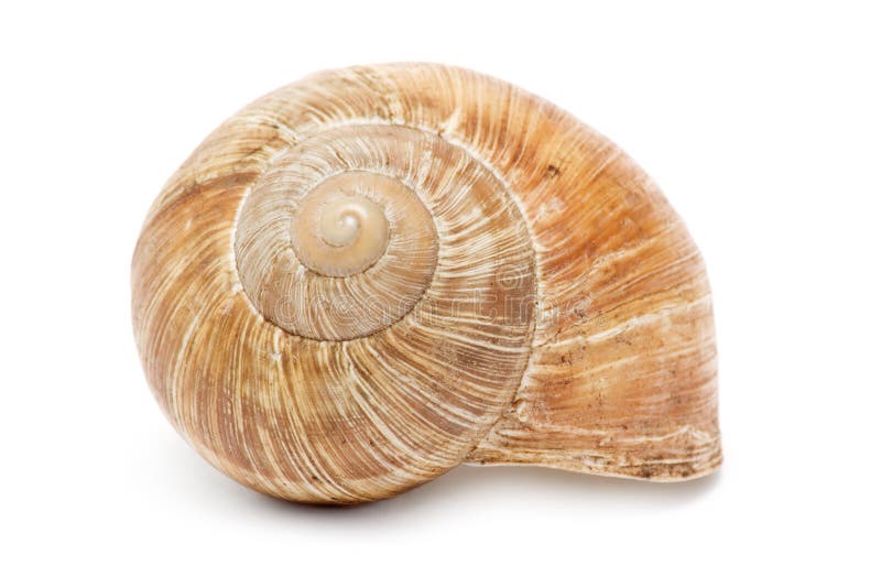 Snail Shell