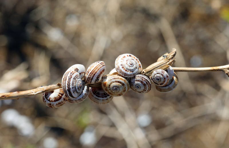 Snail Shell Called BOVOLETTI Which when Cooked are a Typical Dis Stock
