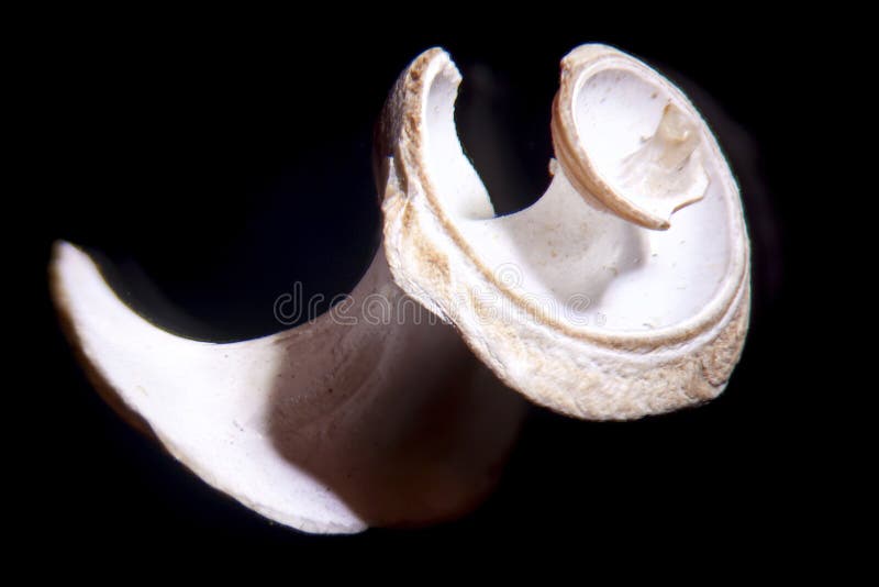 Snail shell stock image. Image of organic, spiral, shell 34030187