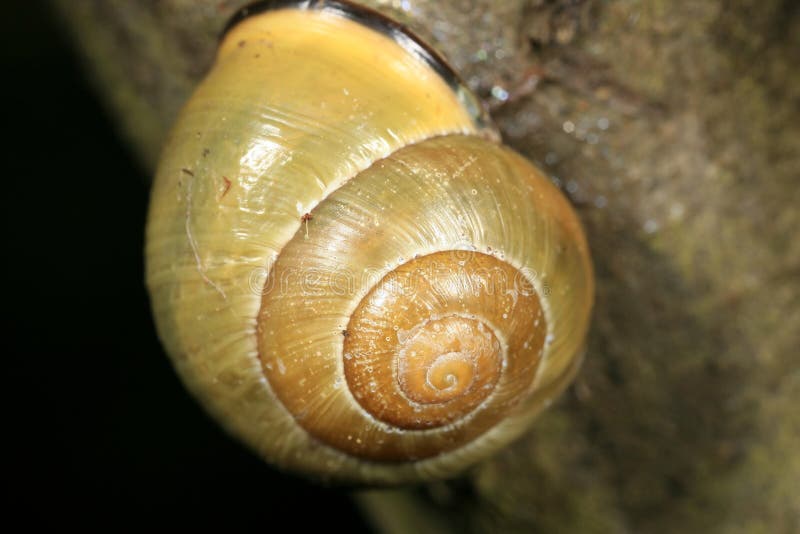 Snail shell closeup