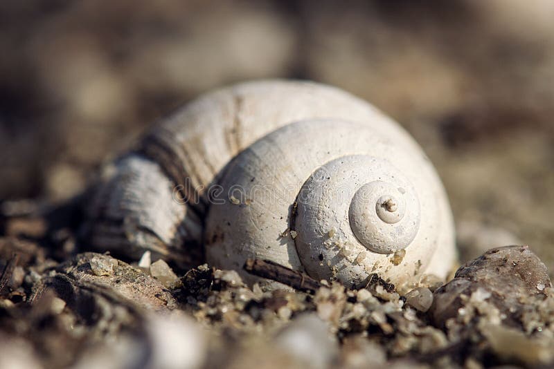 Snail shell