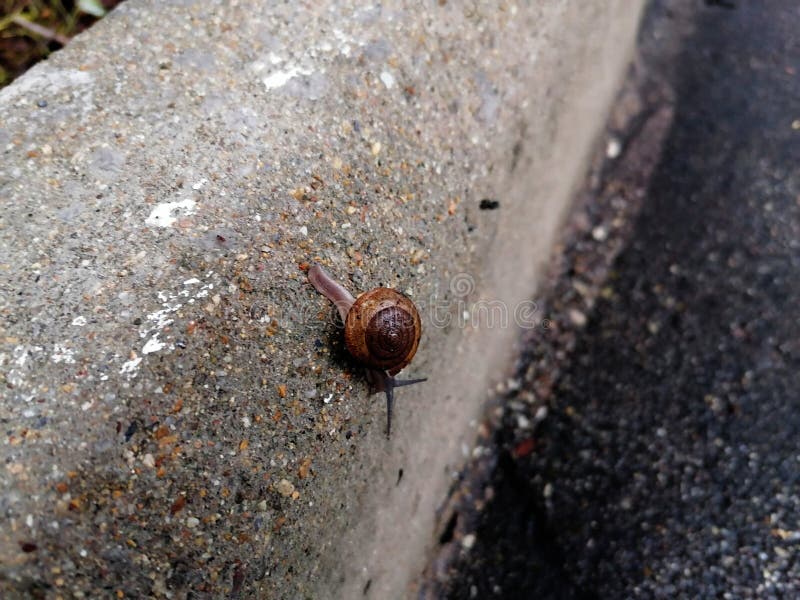 Snail in shell crawling on road in garden. , Roman snail. Rain snail closeup on asphalt footpath in spring park royalty free stock photos