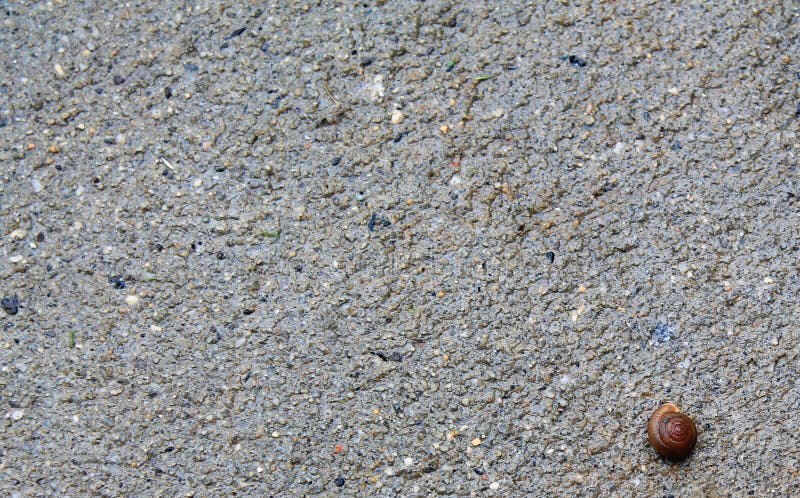 Snail Shell On Wet Drive Stock Photo - Image: 45209345