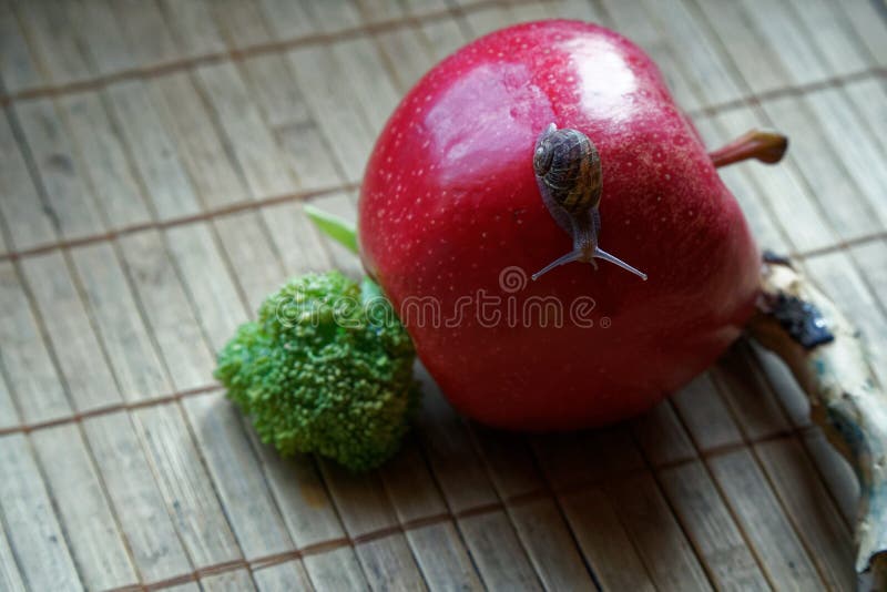 Snail sitting on red apple and tree trunk and go to green broccoli, wooden bamboo backdrop, close-up animal background