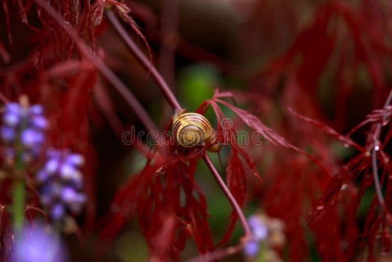 Snail sitting on Red foliage of the weeping Laceleaf Japanese Maple tree Acer palmatum in garden royalty free stock photo Snail sitting on Red foliage of the weeping Laceleaf Japanese Maple tree Acer palmatum in garden royalty free stock photo