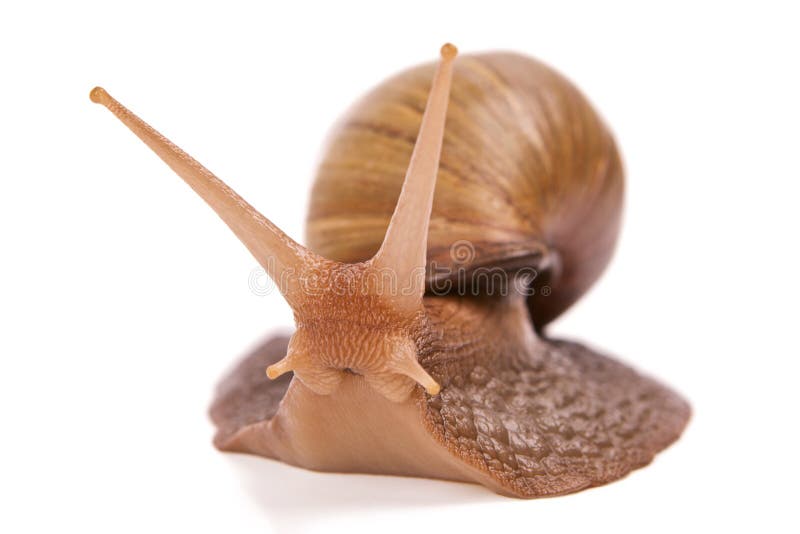 Snail slowly creeps royalty free stock photo