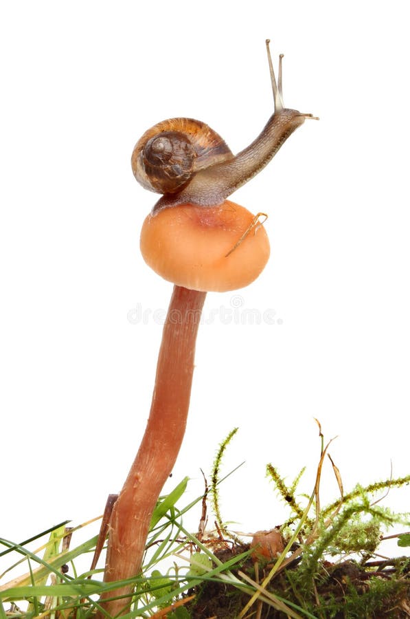 Snail on toadstool