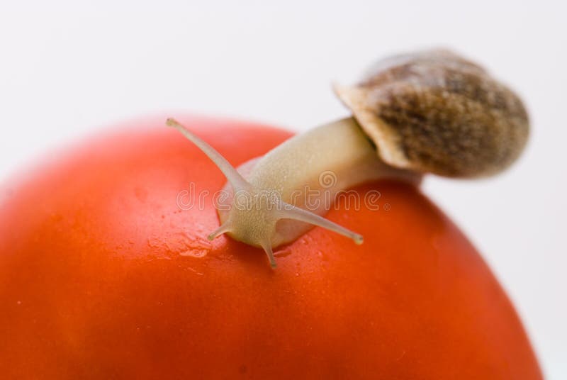 Snail on a tomato stock image. Image of pest, snail, macro 10958405