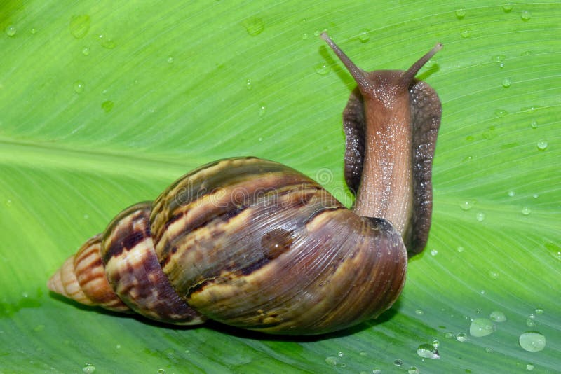 Snails on Wet Banana Leaves Stock Photo Image of animal, helix 203995786
