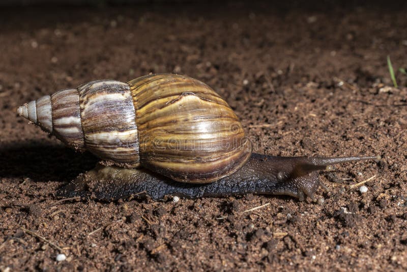 Snail Walks at Night in a Garden Stock Image Image of movement