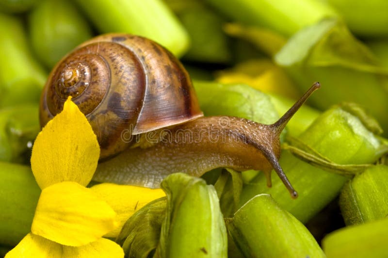 Snail and water lily stock image. Image of lily, grass 1648877