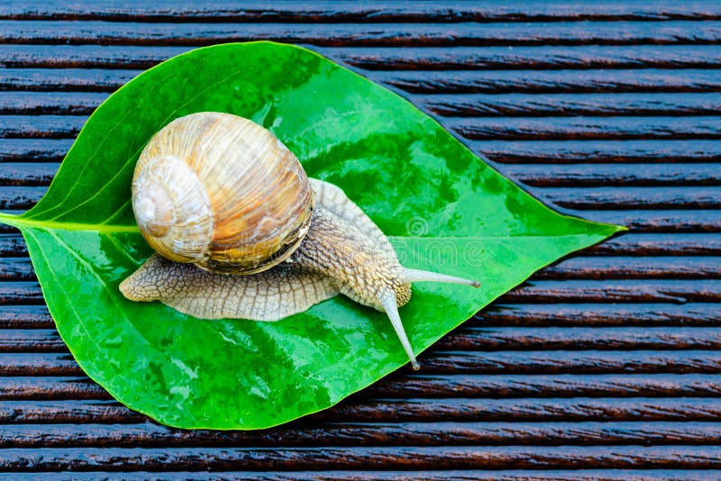 Big snail on green leaf on the wet terrace - Helix pomatia, Burgundy snail, Roman snail, edible snail - shallow depth of field - copy space. Big snail on green leaf on the wet terrace - Helix pomatia, Burgundy snail, Roman snail, edible snail - shallow depth of field - copy space