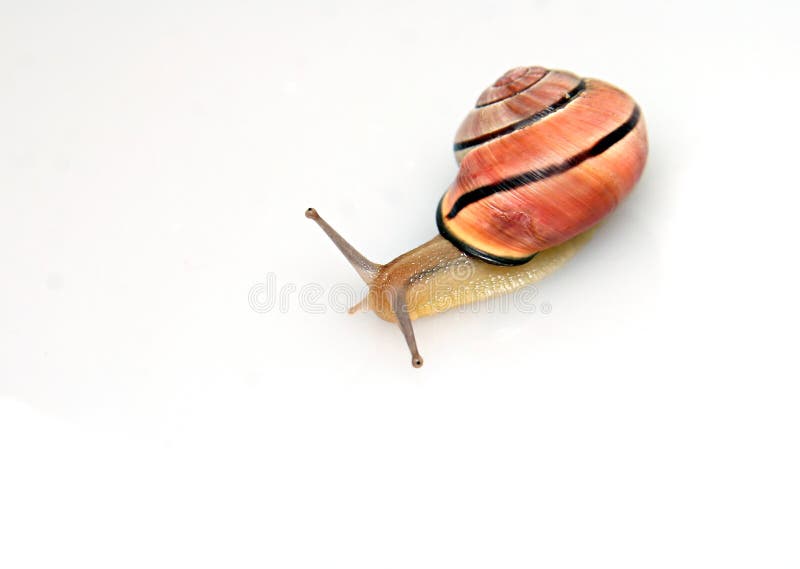 Snail white background