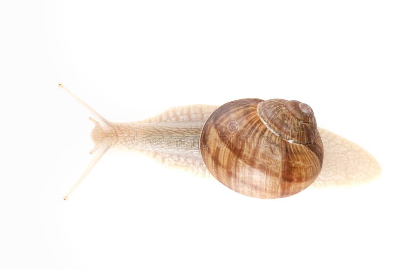 Snail white background animal brown. macro