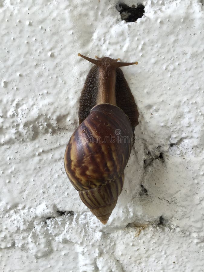 Snail on white concrete editorial photography. Image of conical 59221967