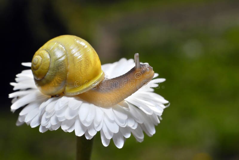 Snail on white flower stock image. Image of plant, slimy 2342259