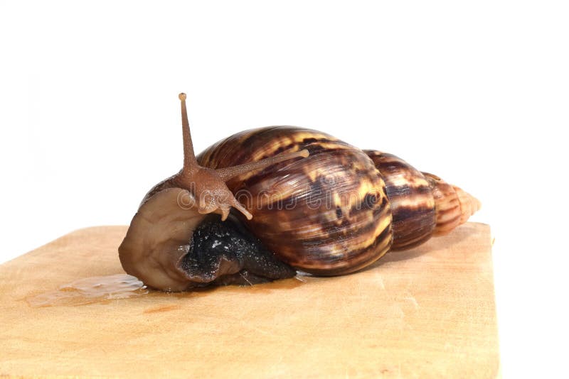 Snail on wood isolate on white background