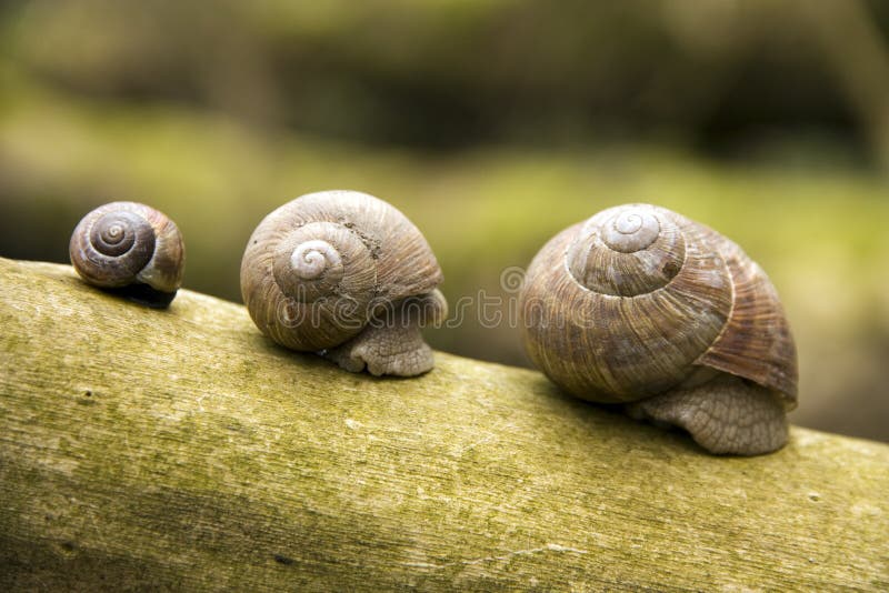 Snails