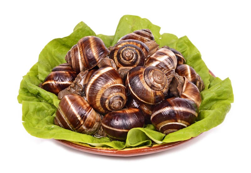 Snails