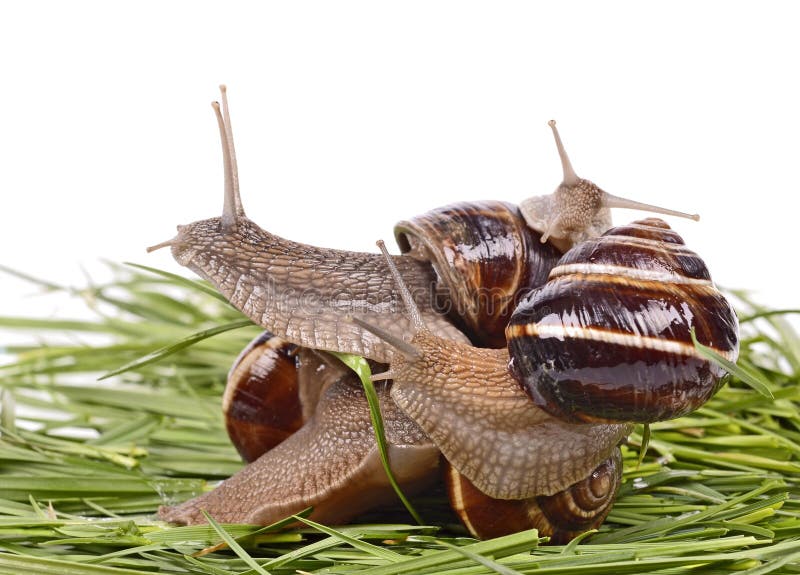 Snails