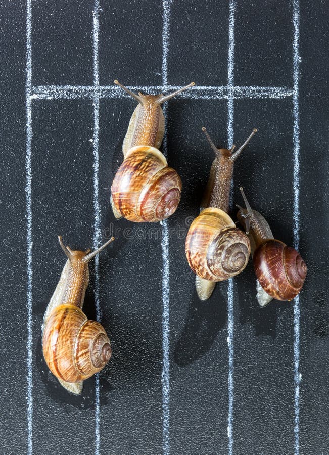Snails on the athletic track stock photo