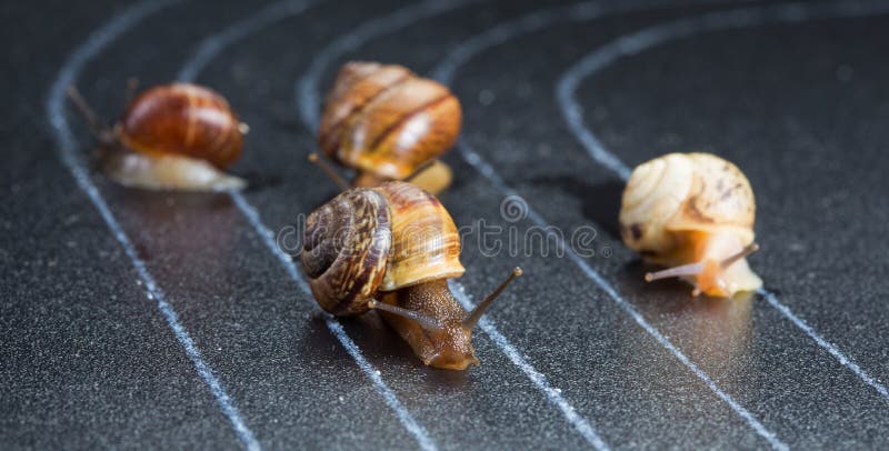 Snails on the athletic track stock images