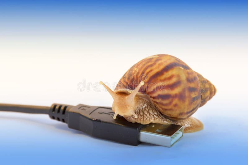 Snails and the Concept of Slow Stock Photo Image of