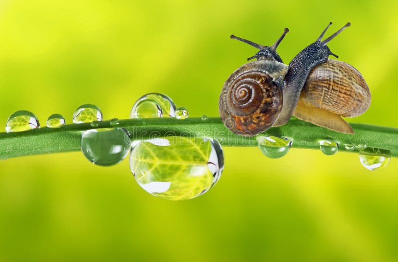 Snails on dewy grass