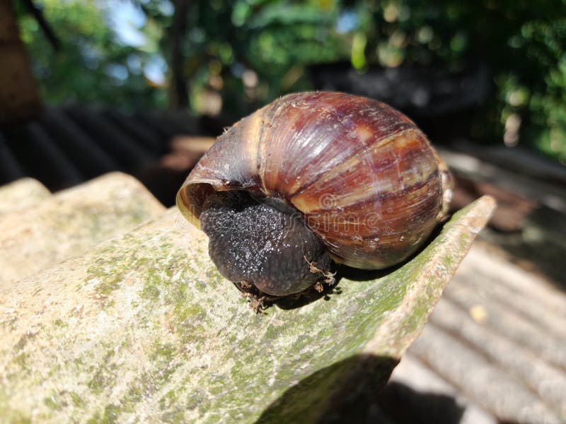 Snails Eat Plants that Live in the Forest Stock Image Image of amphibian, spider 268682025
