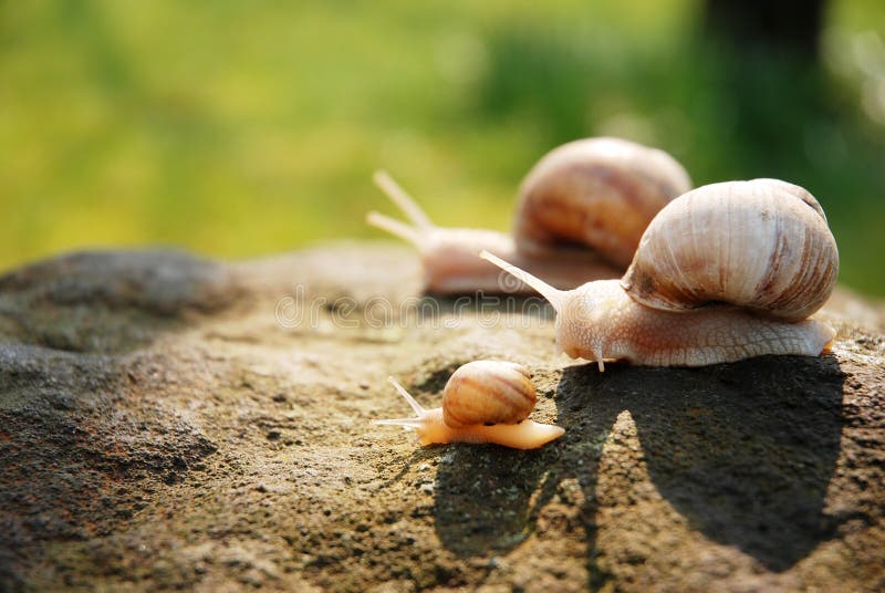Snails family stock image. Image of goal, line, cute, competition 9055503