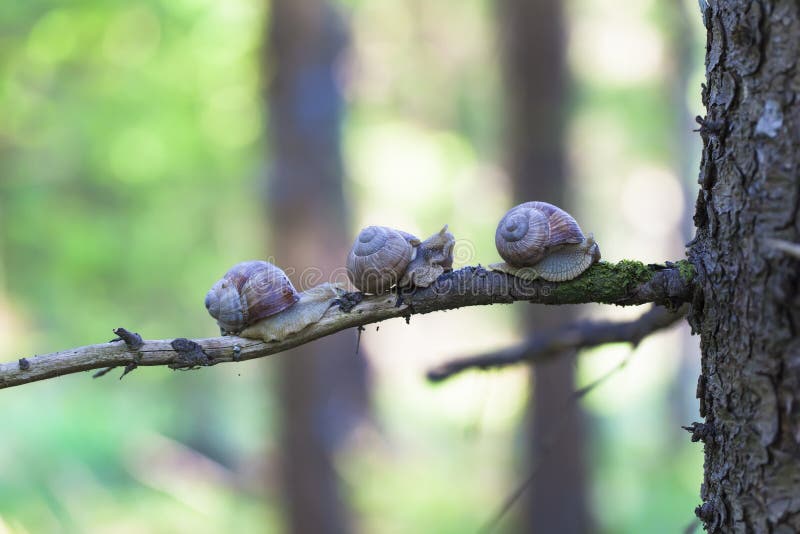 Snails Helix pomatia in forest