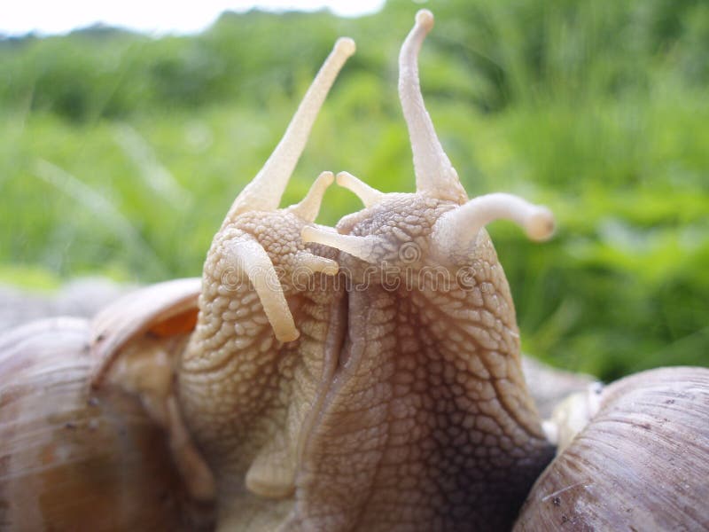 When The Snail Fall In Love Snails Kiss Royalty Free Stock Image - Image: 10143966