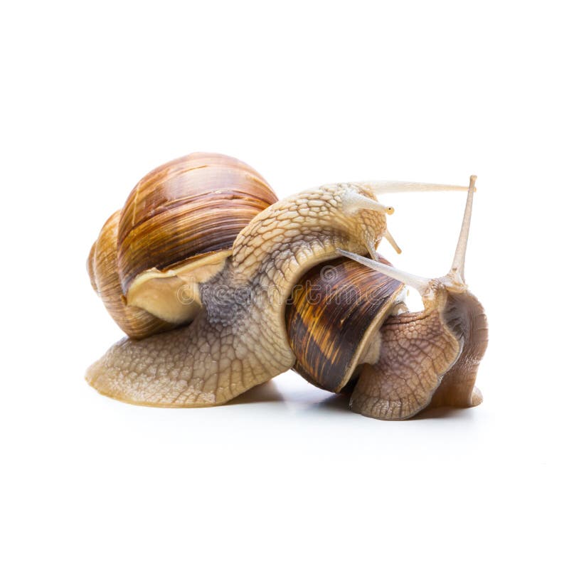 A snail climbs over a snail isolated on white background. Taken in Studio with a 5D mark III. A snail climbs over a snail isolated on white background. Taken in Studio with a 5D mark III