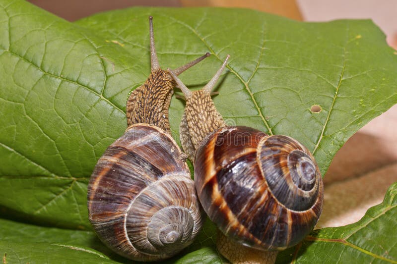Snails in love stock image. Image of eachother, horizontal 74726595