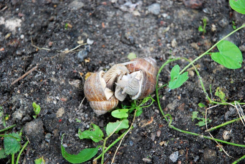 247 Mating Snails Stock Photos Free & RoyaltyFree Stock Photos from