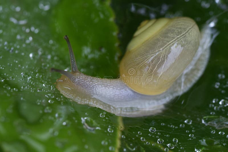Snails stock photo. Image of garden, antenna, mollusk 223921040