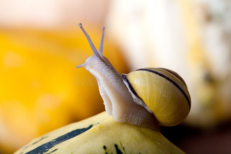 Snails and Pumpkins stock photo. Image of pumpkins, sizes 21439976