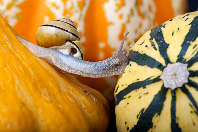 Brown Squirrel Snacking on Pumpkin Seeds Stock Photo Image of insides