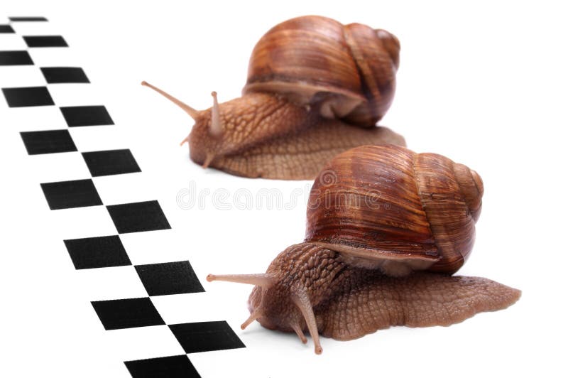 Snails racing