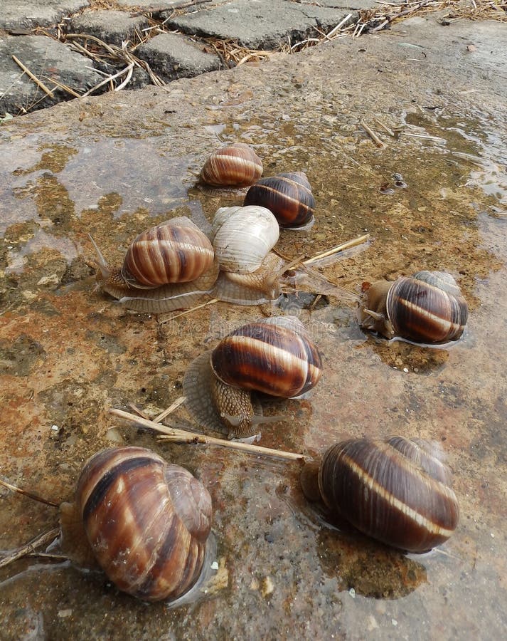 Snails after rain stock photo. Image of soft, albino 42584400