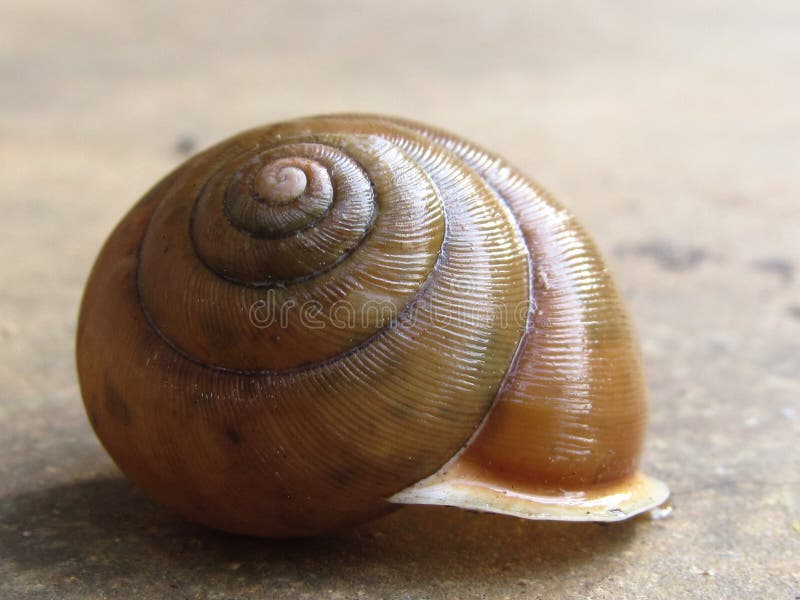 Snails And Slugs, Molluscs, Snail, Invertebrate Picture. Image 130784838