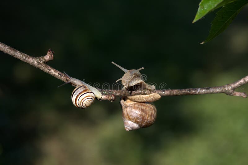 Snails And Slugs, Snail, Branch, Fauna Free Public Domain Cc0 Image