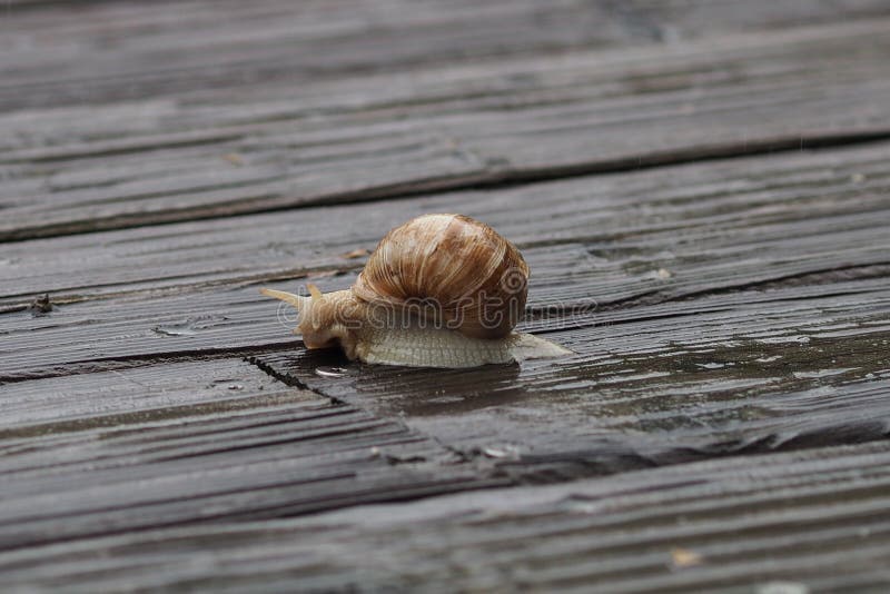 Snails And Slugs, Snail, Invertebrate, Molluscs Picture. Image 107439943