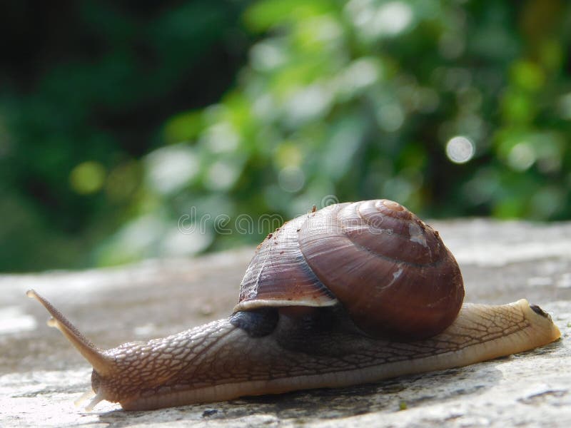Snails And Slugs, Snail, Molluscs, Slug Picture. Image 112678823