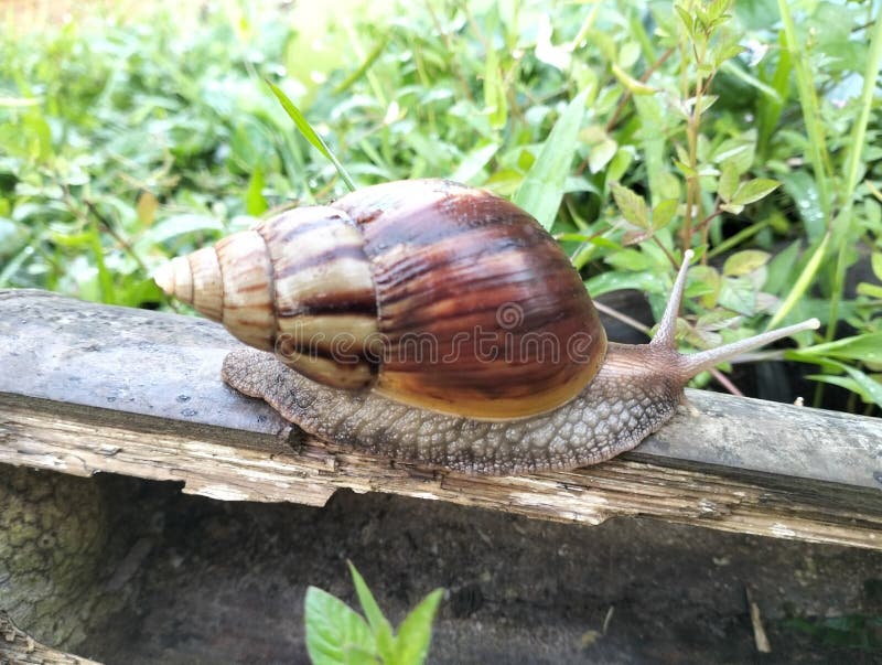 Snails or Snails Walk on Bamboo Stock Image Image of bamboo, snails 268831487