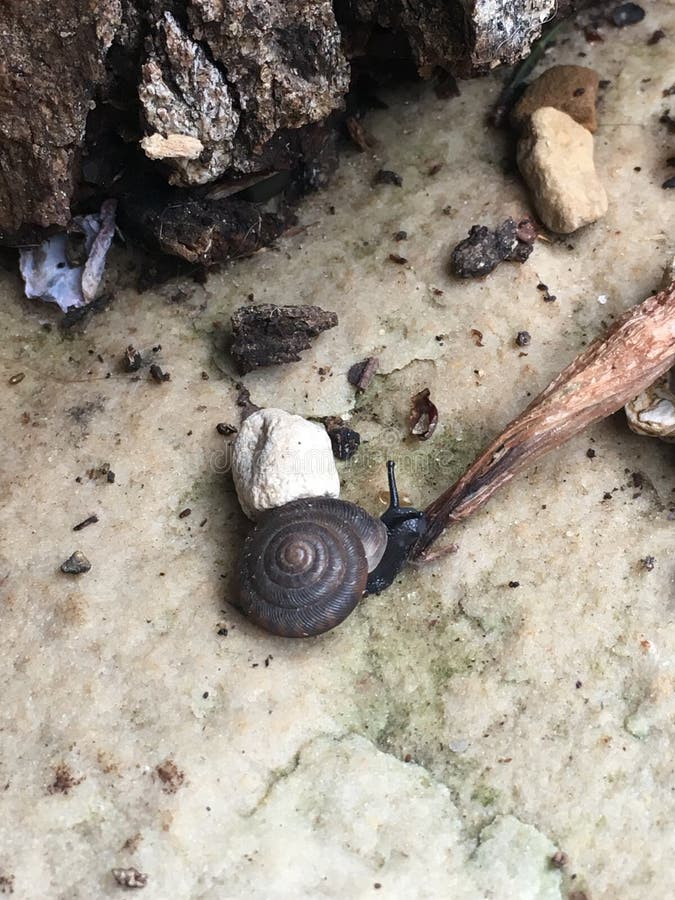 Snail finding blueberry stock image. Image of little 60139133