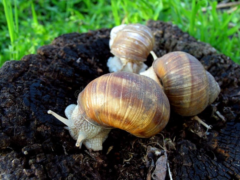 Snails stock photo. Image of together, valentines, stake 30530632