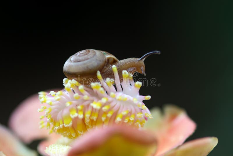 Snails, Snails Walk Over Flowers Stock Photo Image of black, orchid